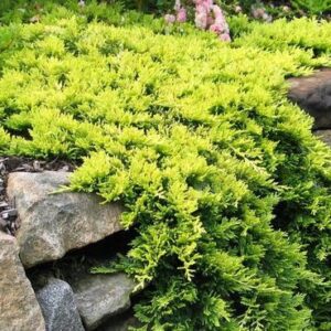 Ялівець горизонтальний Golden Carpet