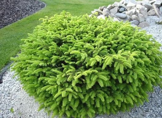 Ялина європейська Nidiformis Ялина європейська Nidiformis