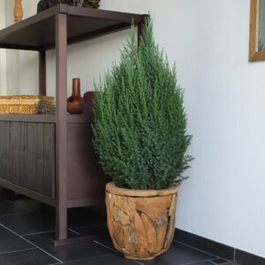 Ялівець китайський Stricta