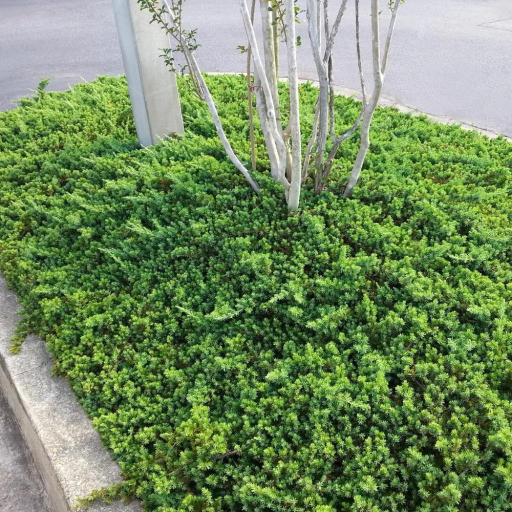 juniperus_procumbens_nana