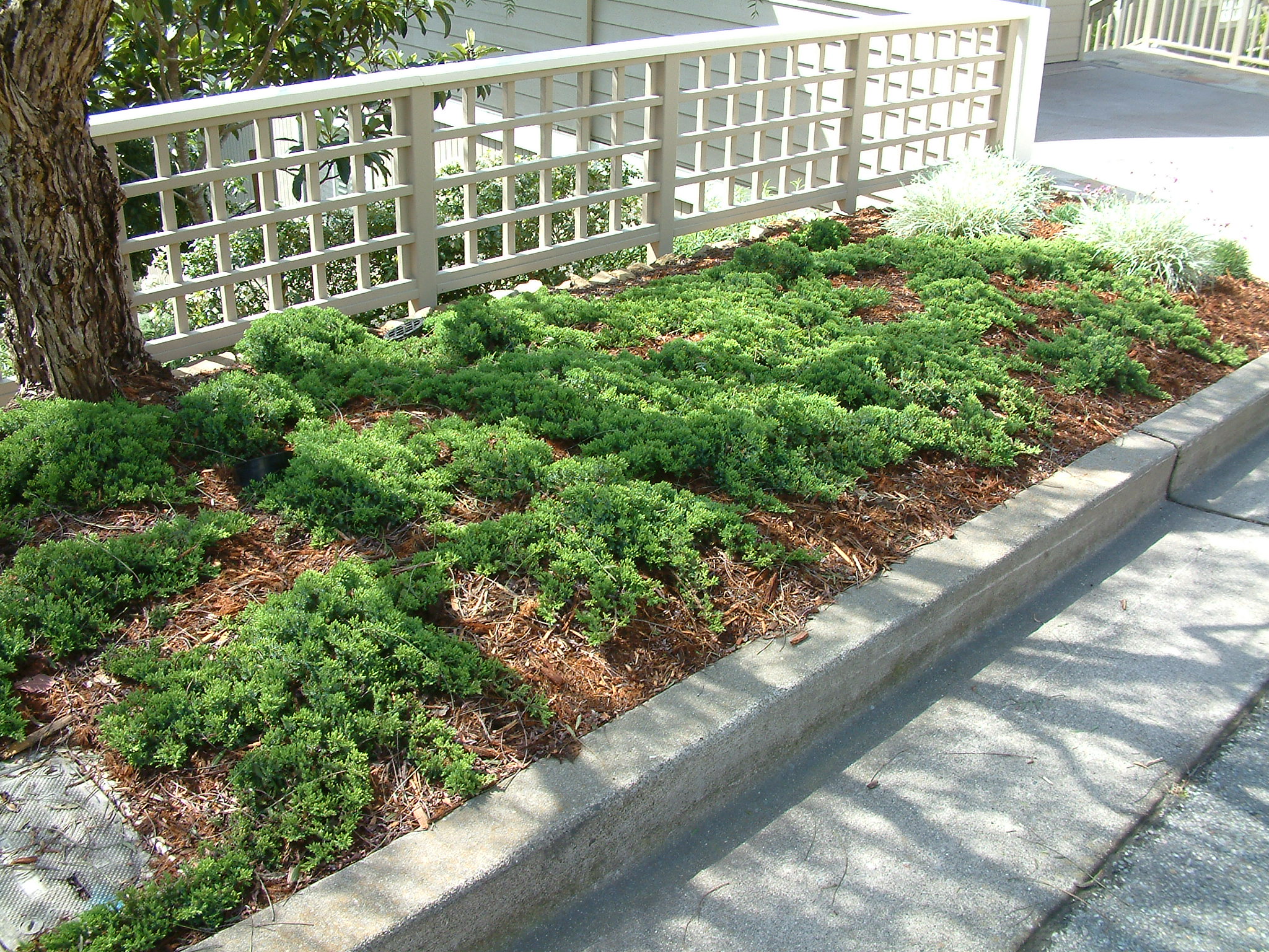 juniperus_procumbens_nana1