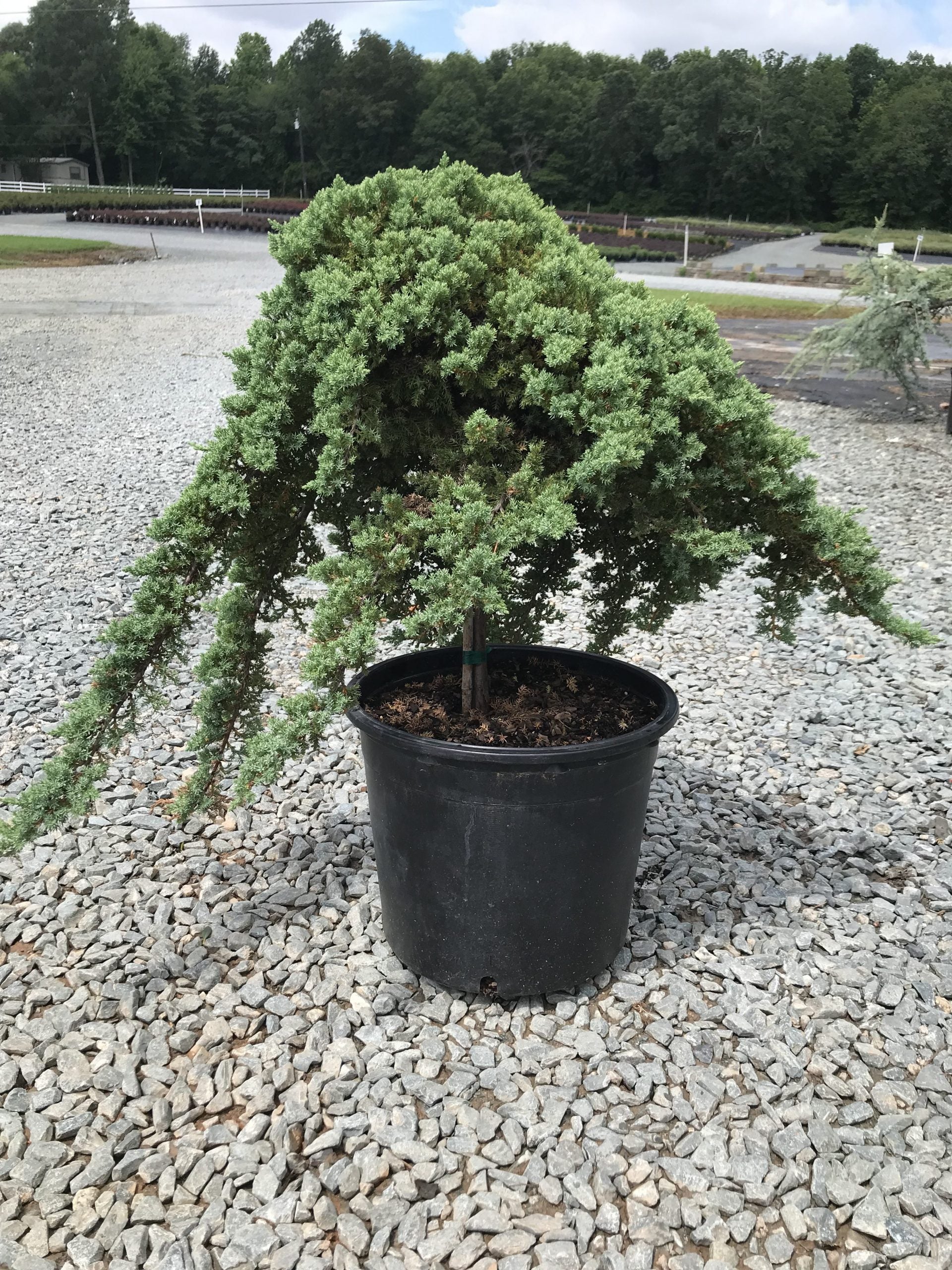 juniperus_procumbens_nana2