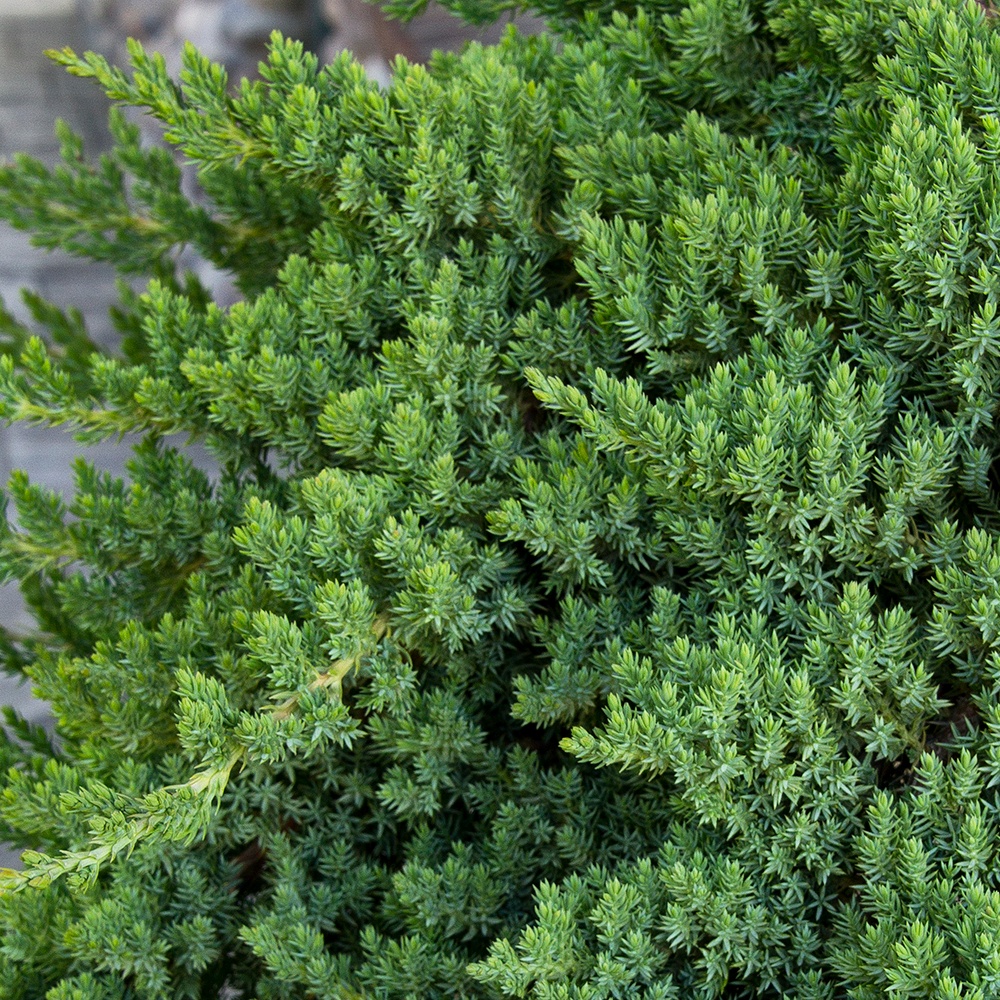 juniperus_procumbens_nana3