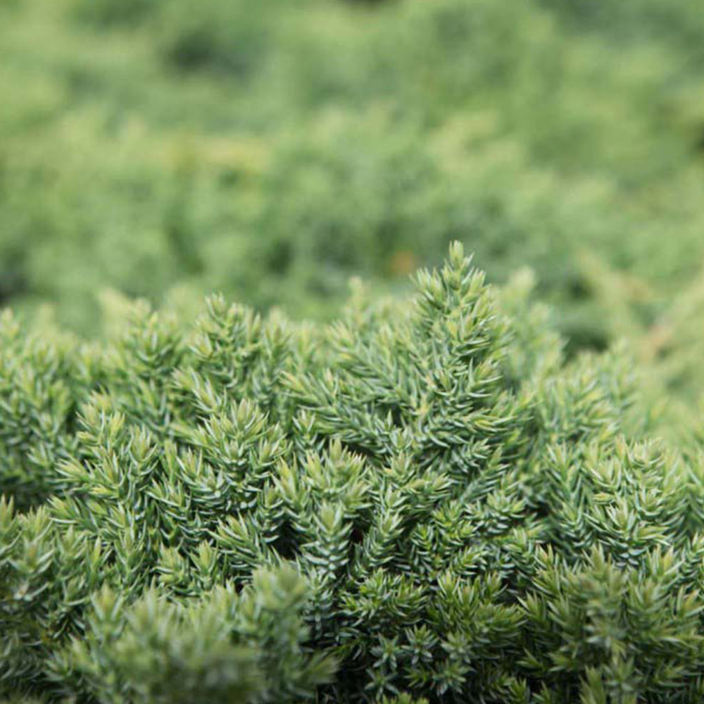 juniperus_procumbens_nana4