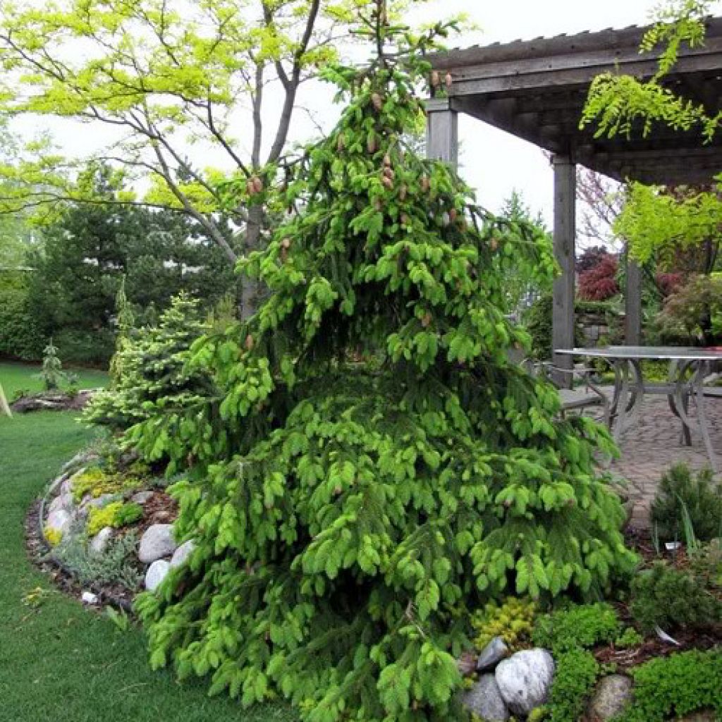 picea_acrocona