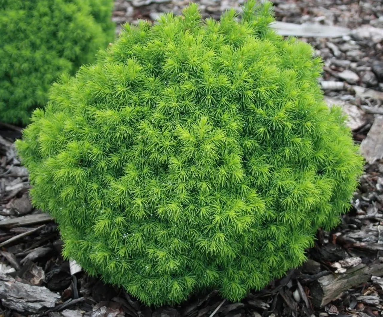 picea_alberta_globe