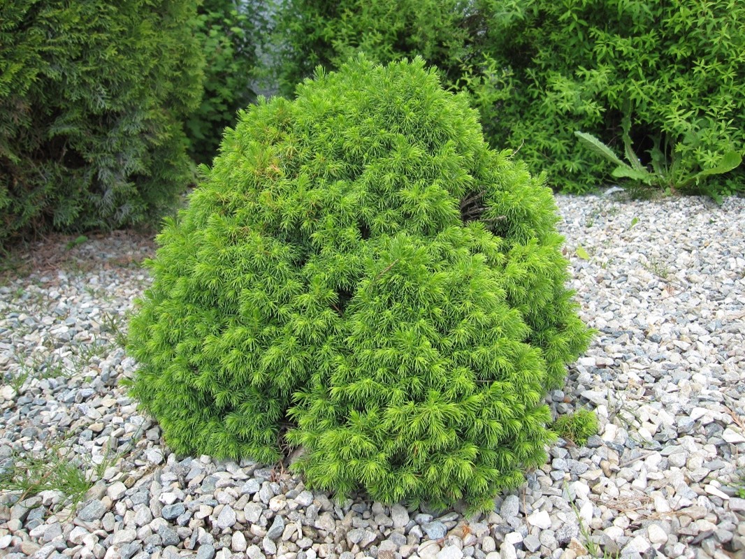 picea_alberta_globe1