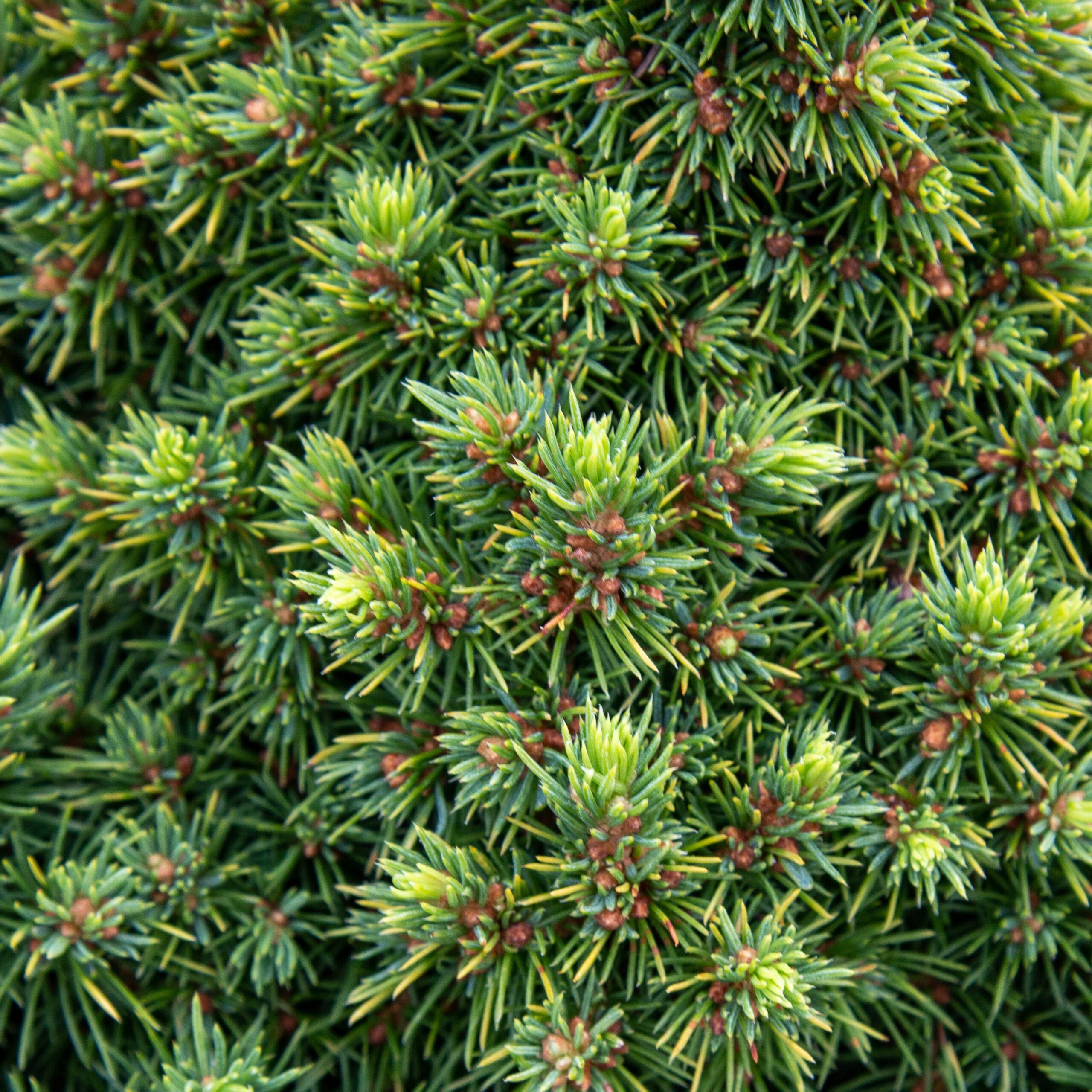 picea_alberta_globe2