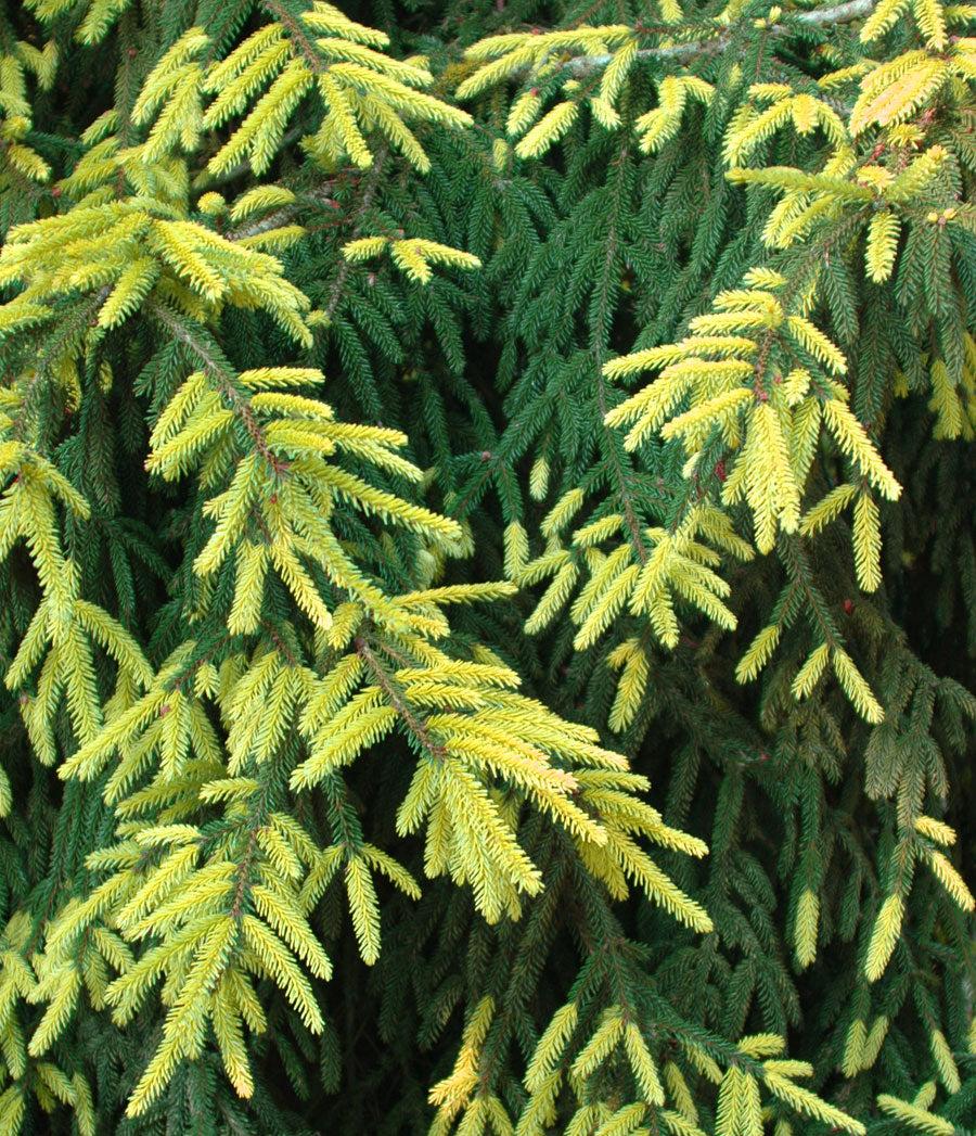 picea_aureospicata1