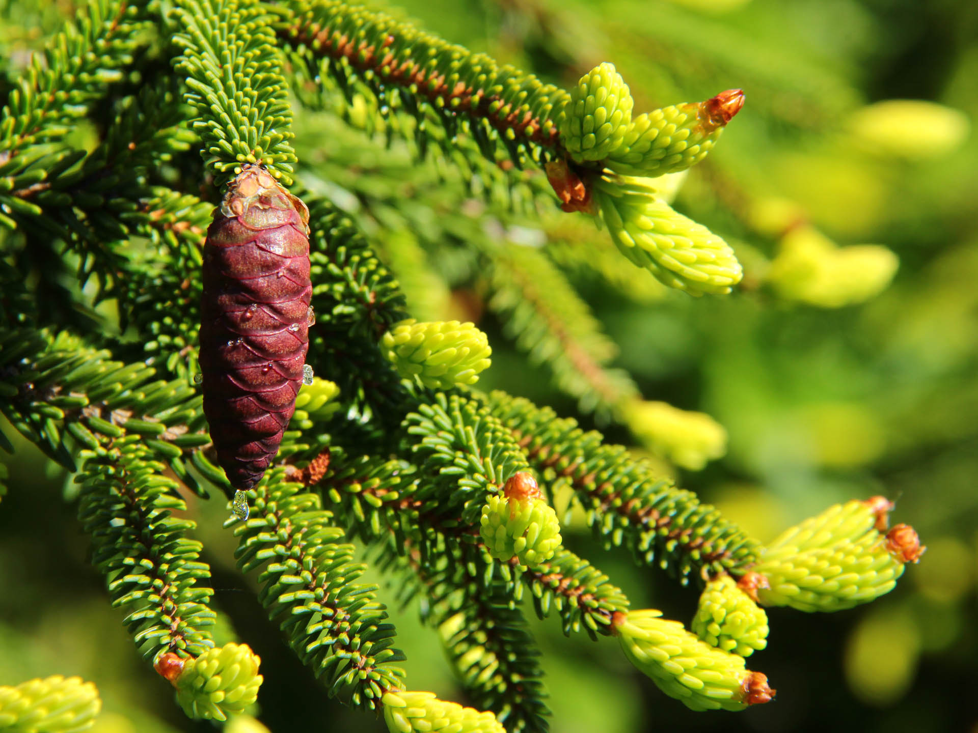 picea_aureospicata2