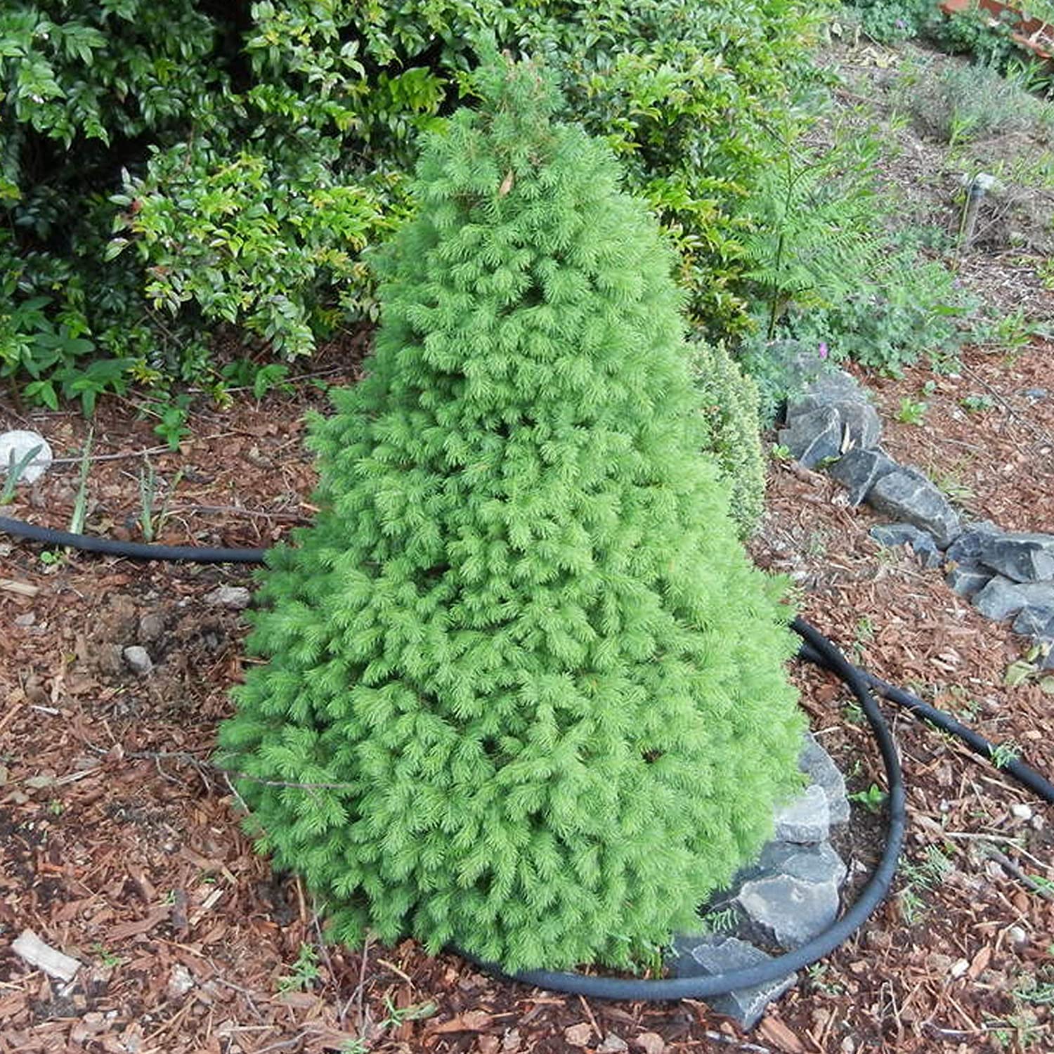 picea_conica
