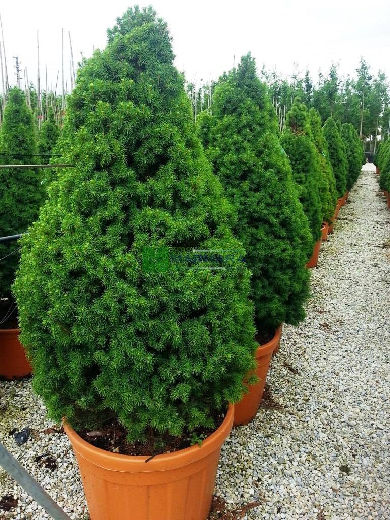 picea_conica1