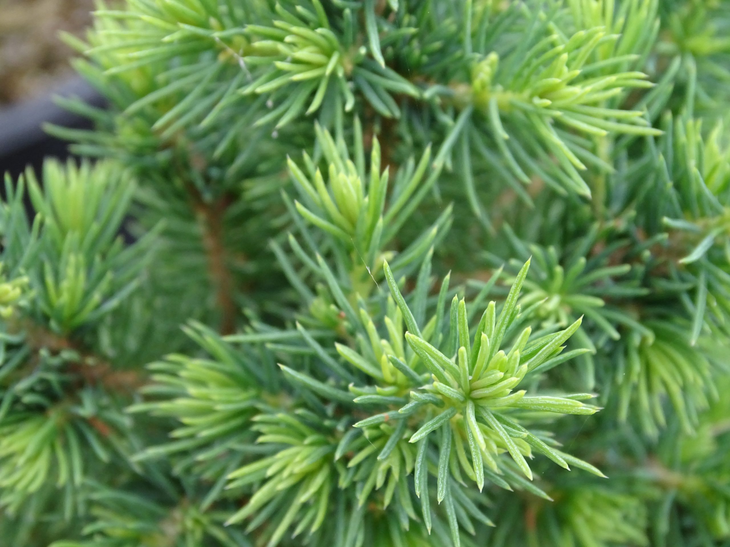 picea_conica2
