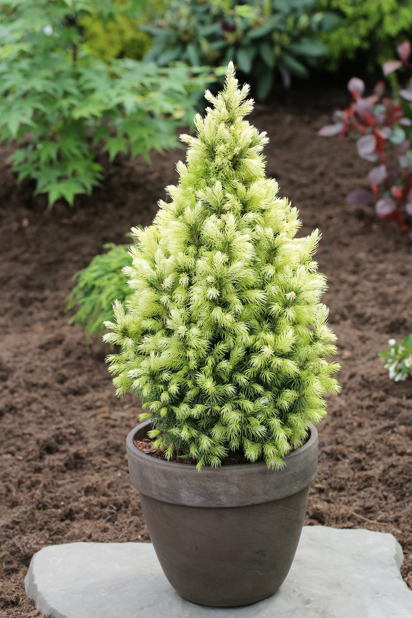 picea_daisys_white