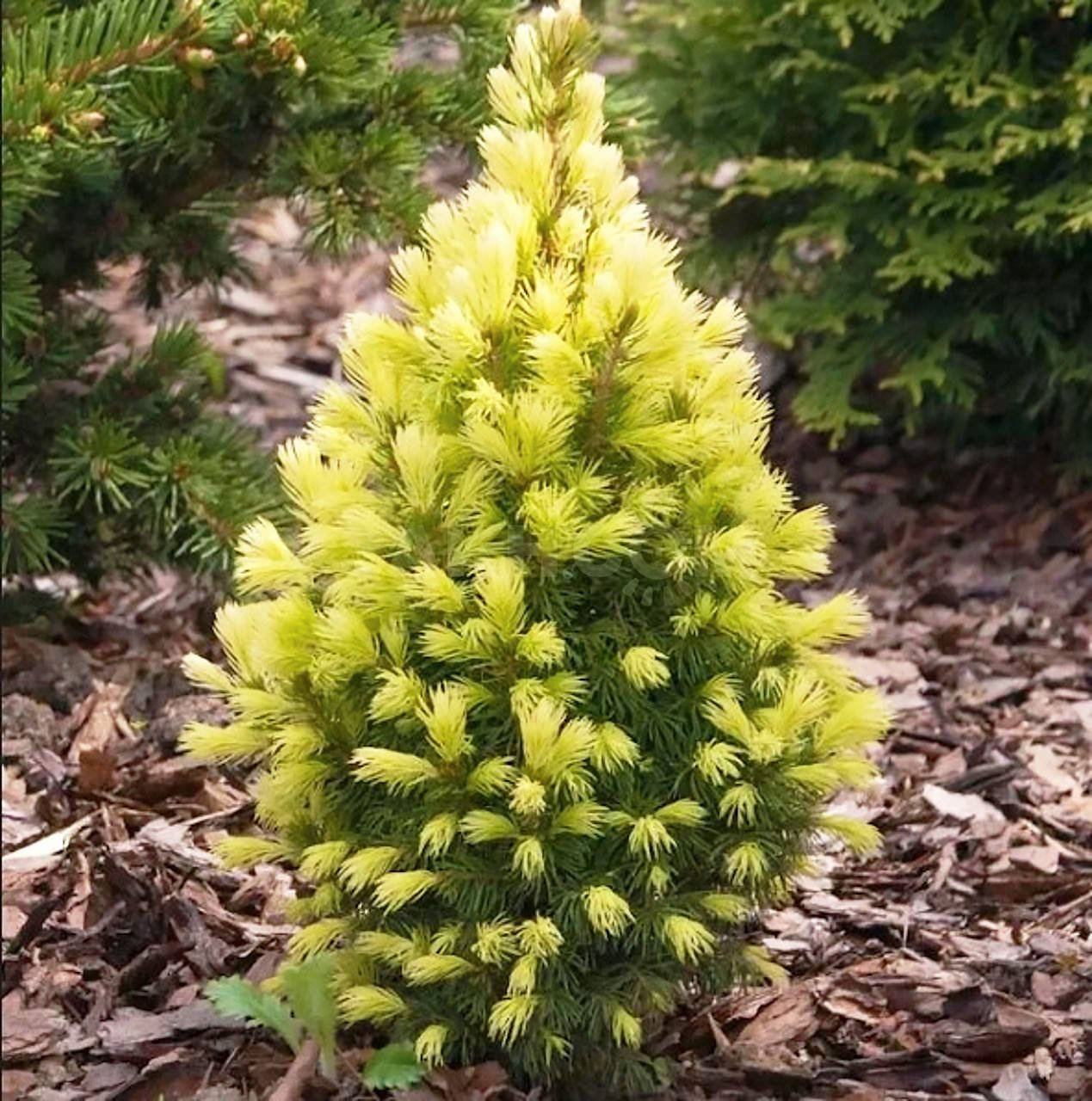 picea_daisys_white1