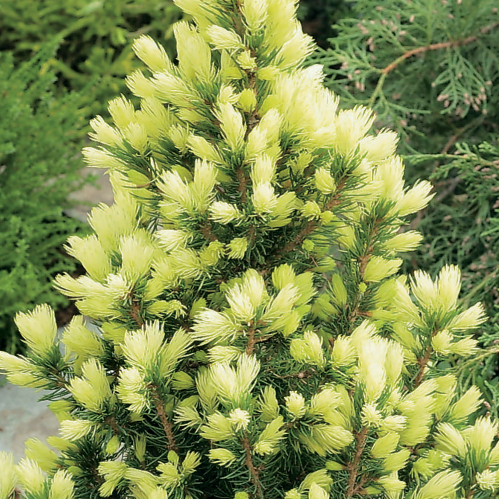 picea_daisys_white2