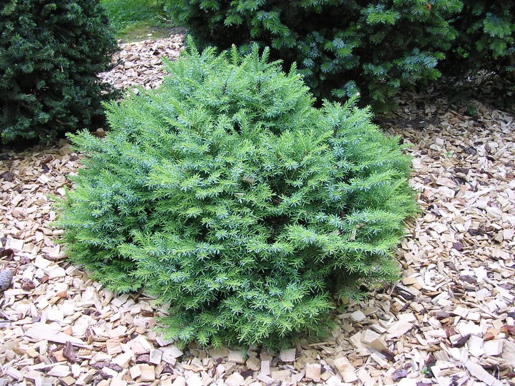 picea_karel1