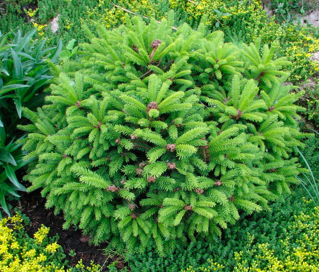 picea_nidiformis1