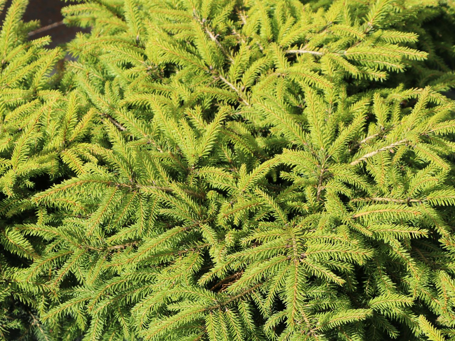 Nestfichte ‘Nidiformis’ – Picea abies ‘Nidiformis’