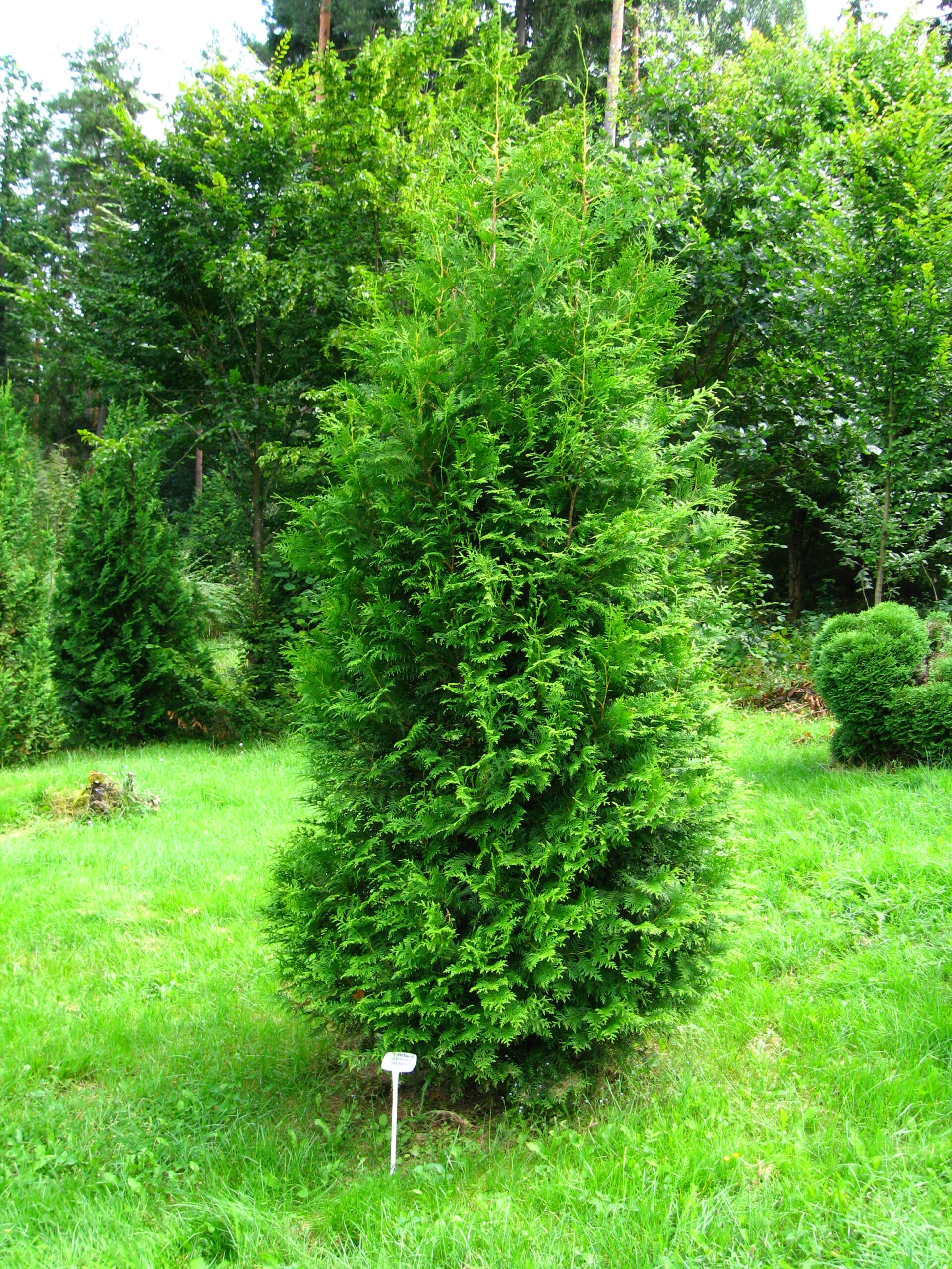 thuja_brabant