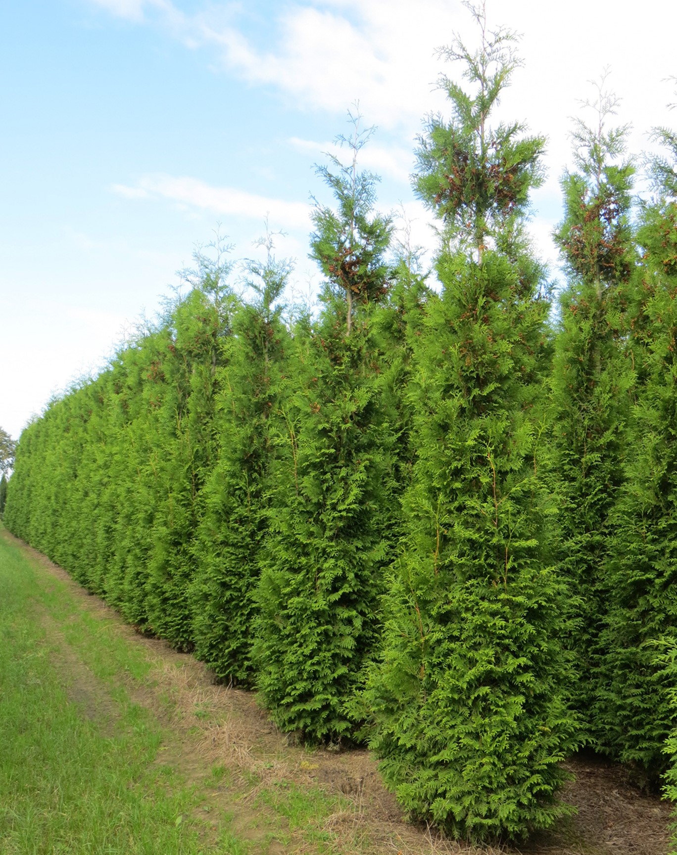 thuja_brabant2