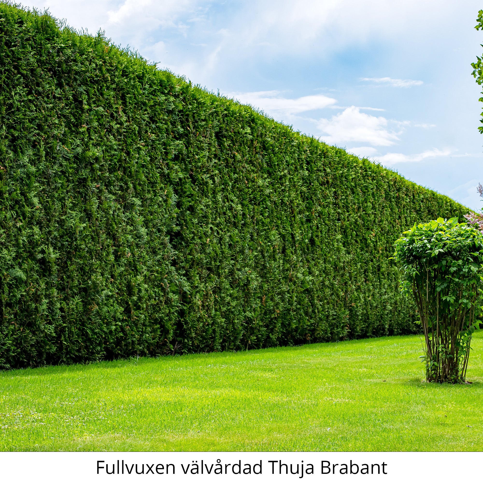 thuja_brabant3