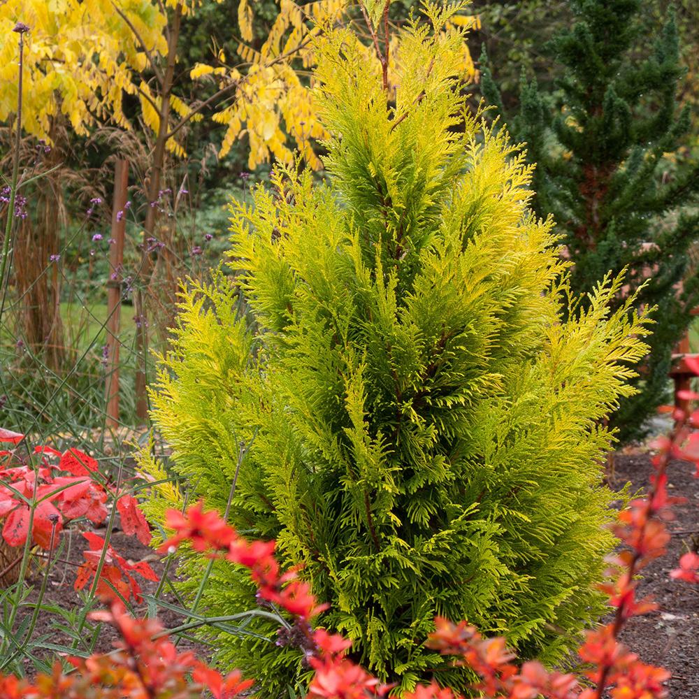 thuja_goldy_4ever2