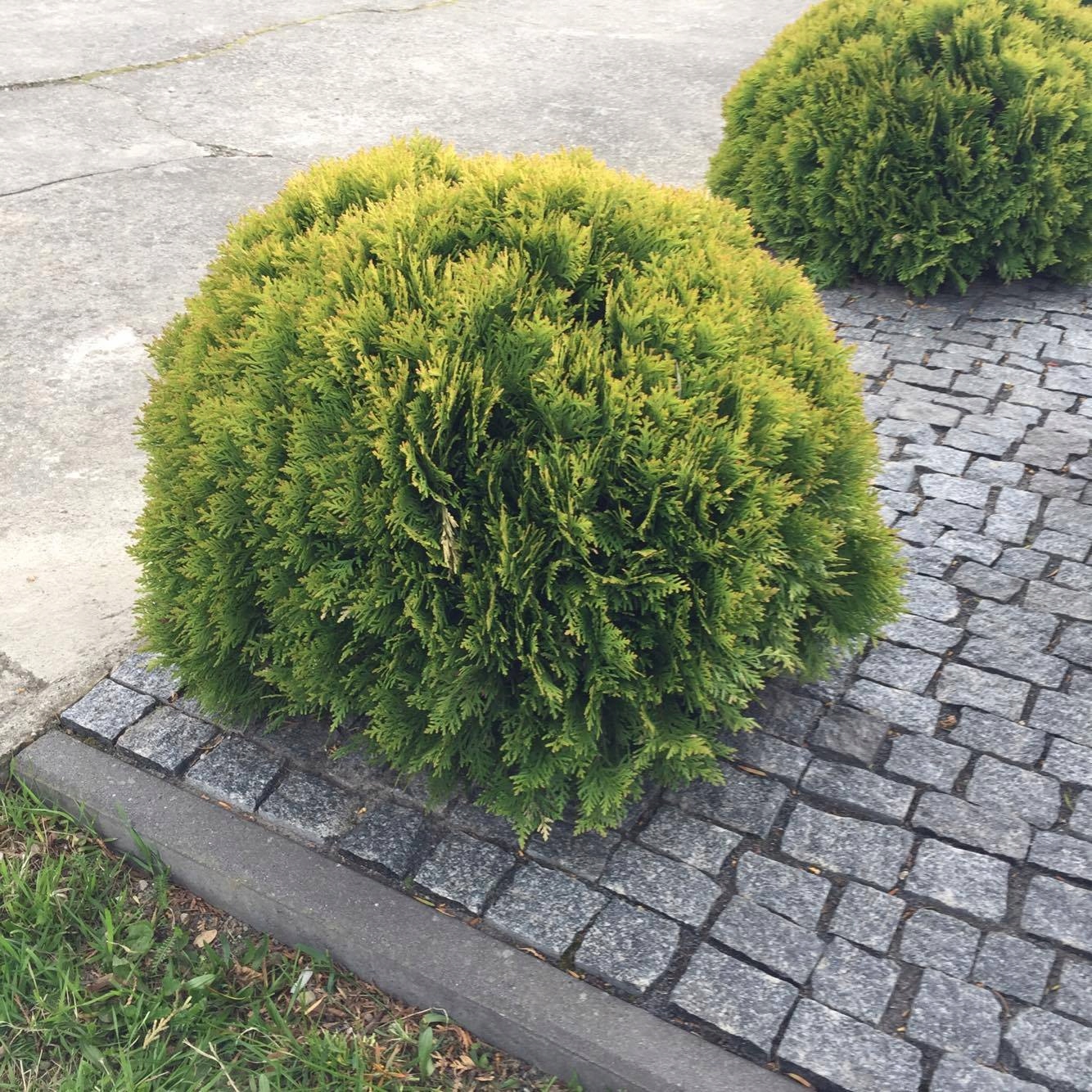 thuja_mirjam