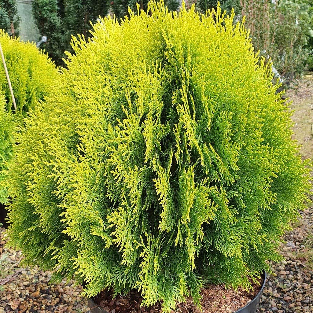 thuja_mirjam1
