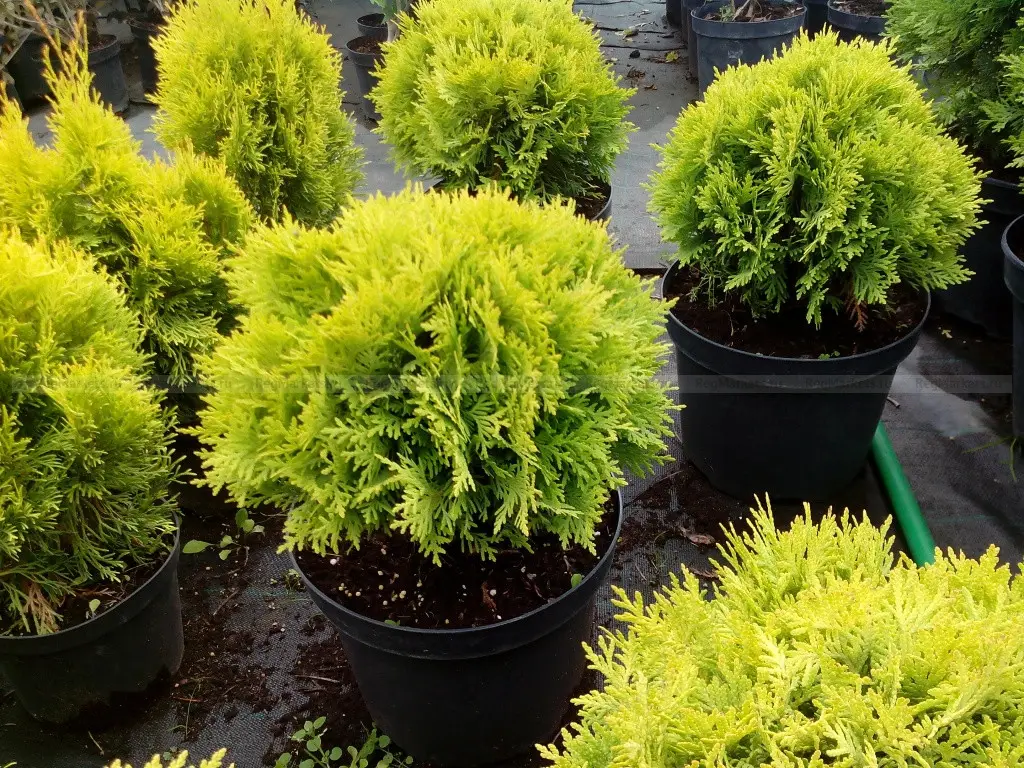 thuja_mirjam2