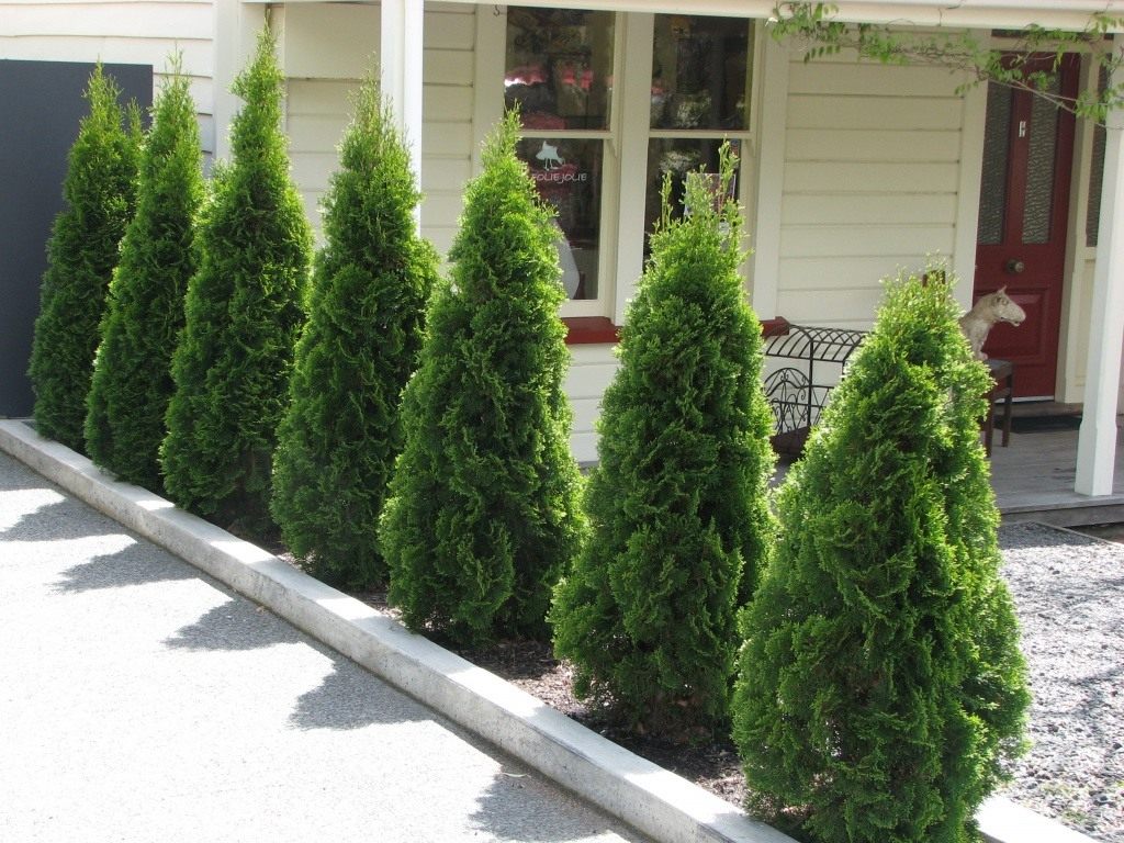 thuja_smaragd
