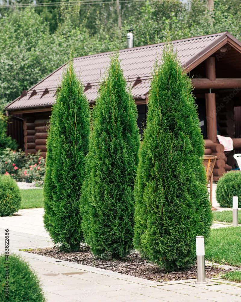 thuja_smaragd1