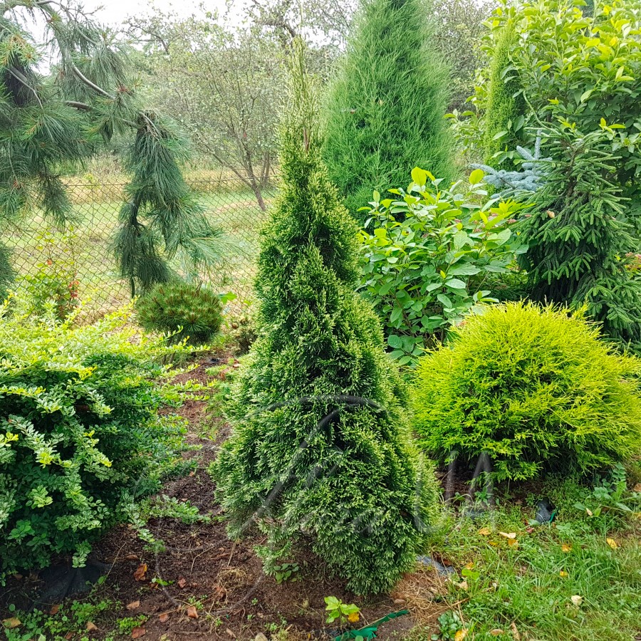 thuja_smaragd2