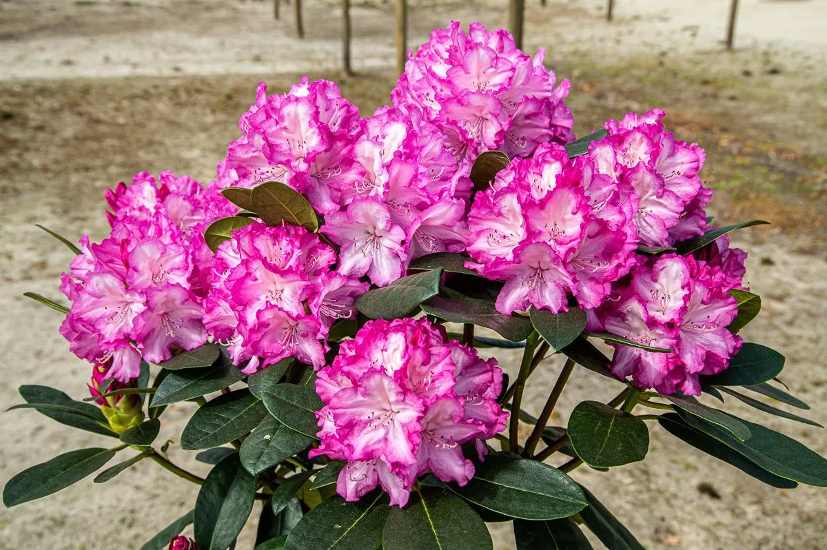 02-Rhododendron-yakushimanum-Blurettia-184043-TG-05_origin_img