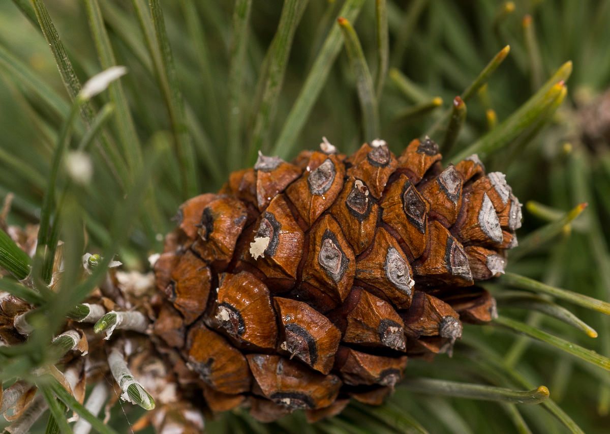 05-pinus-mugo-laurin-137162_origin_img