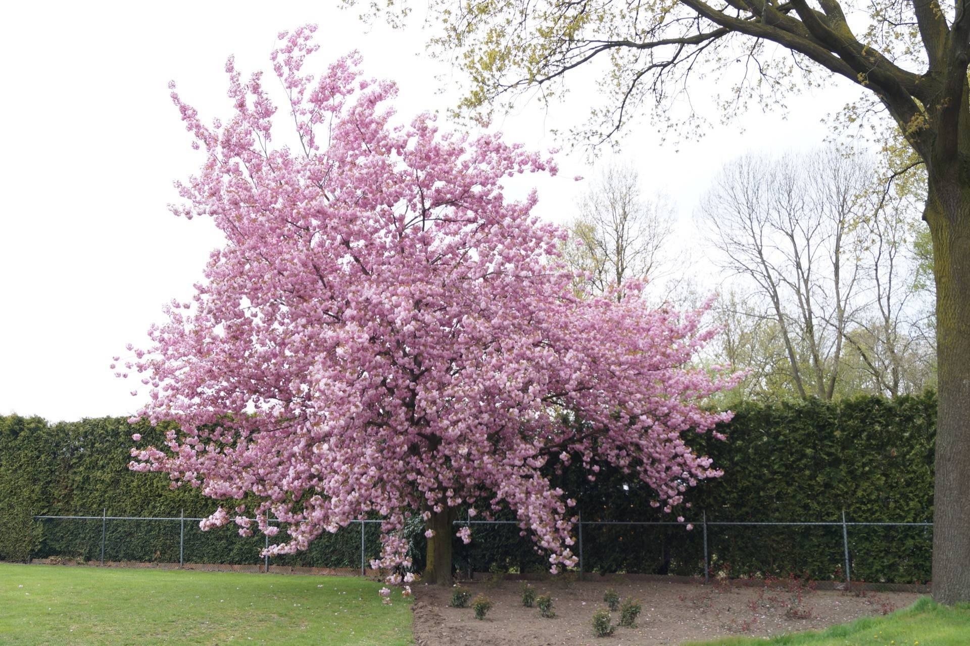 2210-Prunus serrulata Kanzan_16