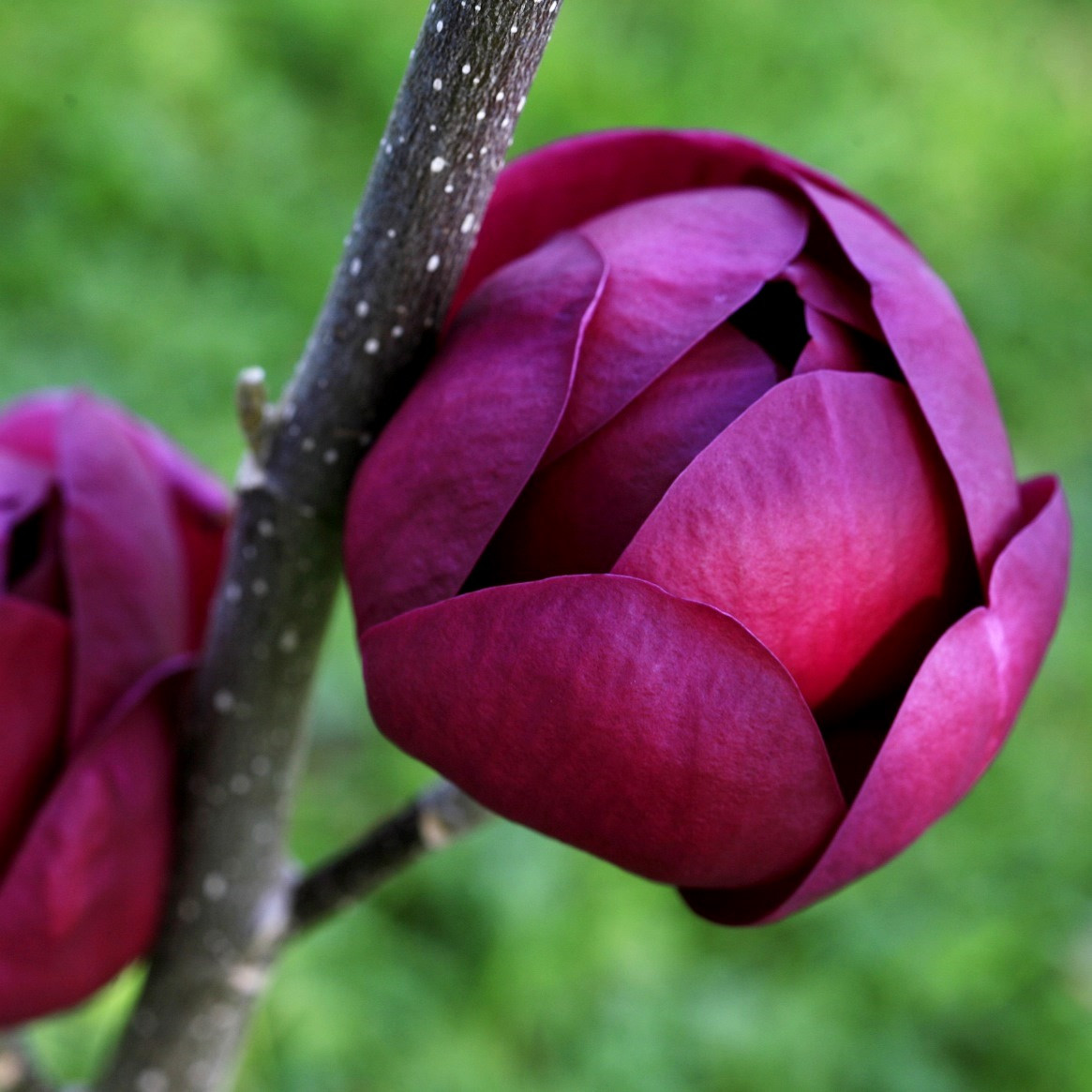 619911749_w640_h640_magnoliya-genie