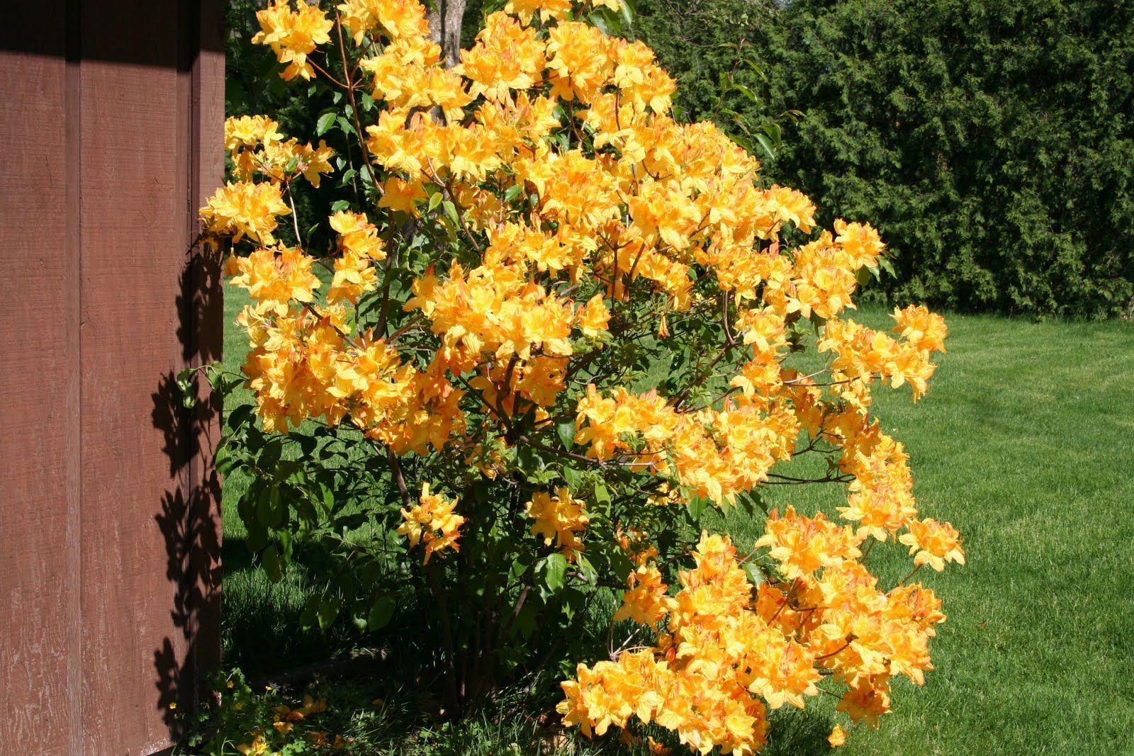 Azalea-Golden-Lights2