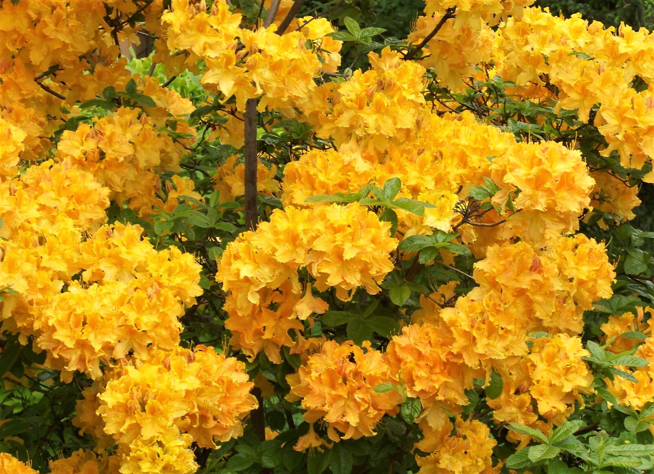 Azalea_GoldenLights