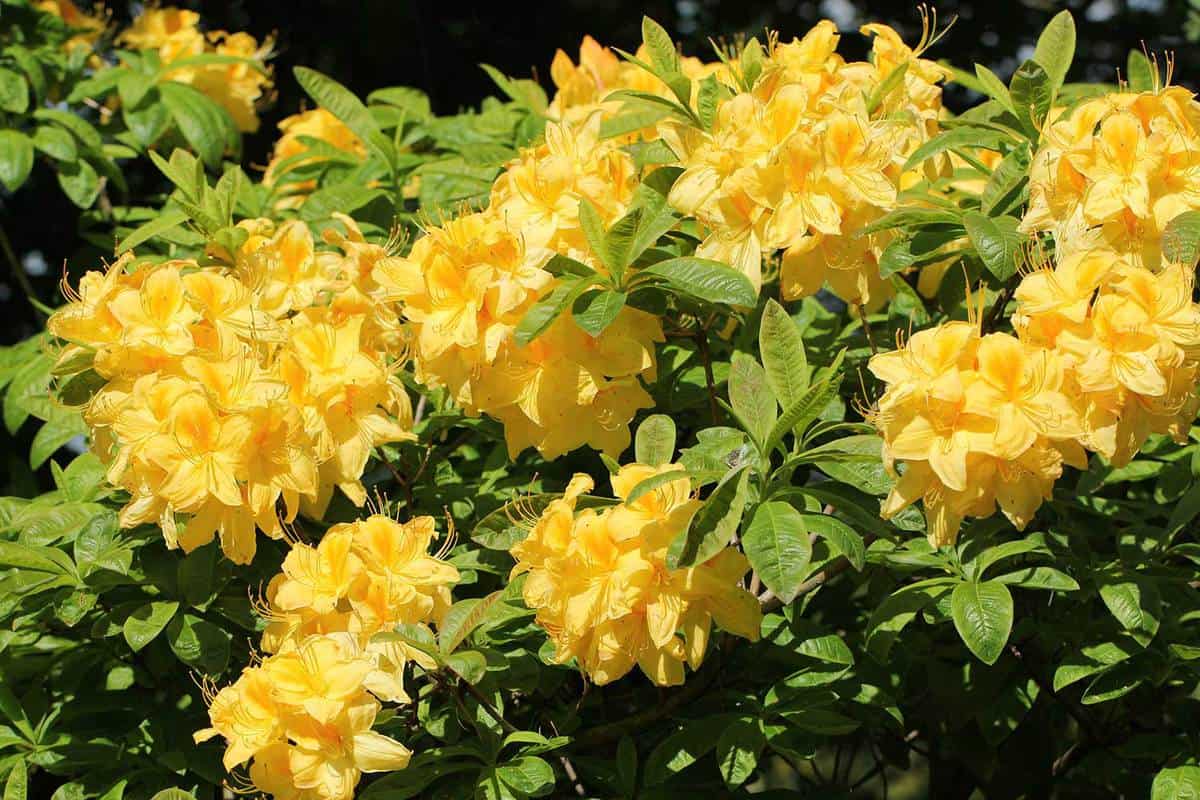 Blooming-yellow-azalea-or-rhododendron