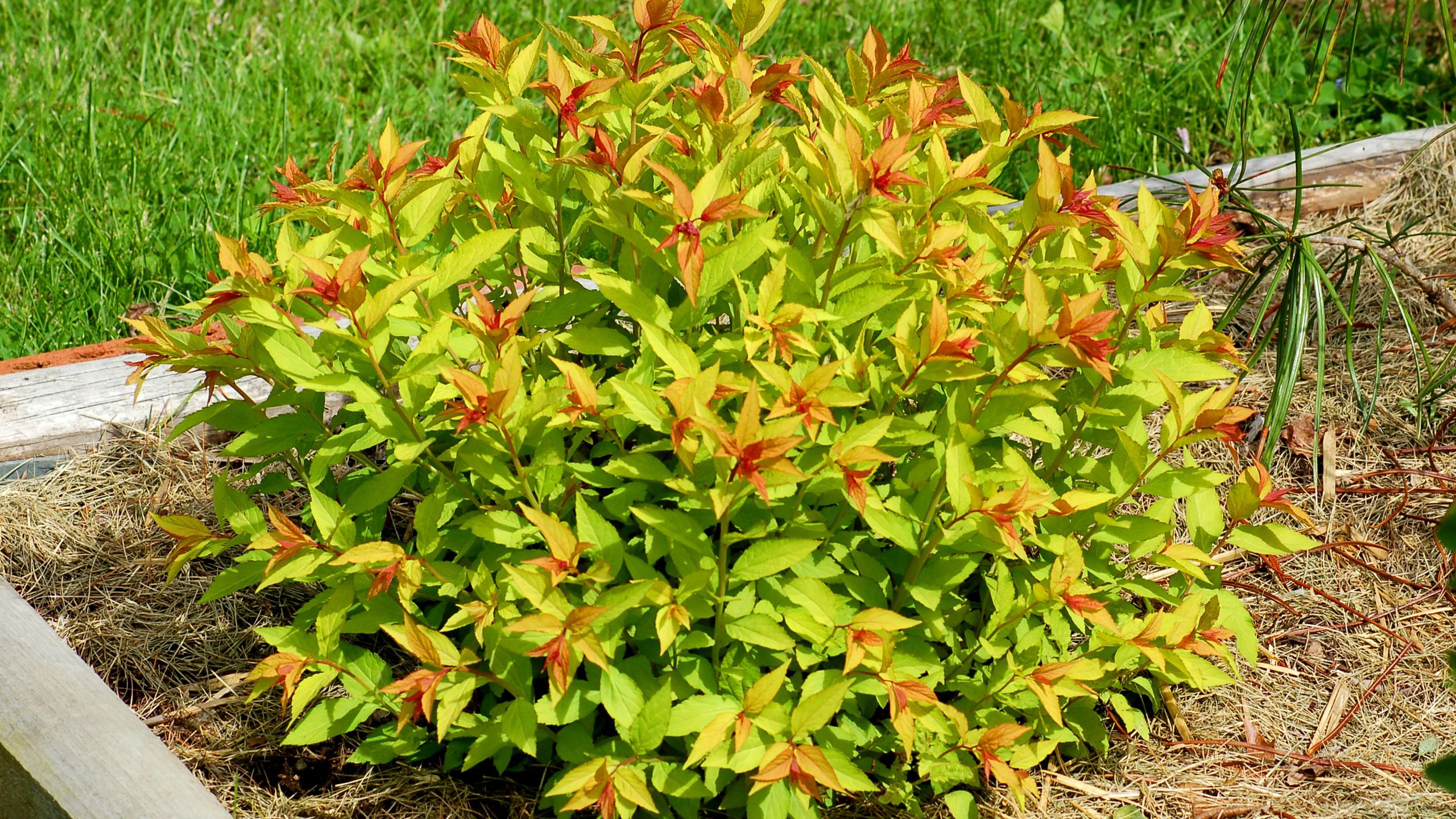 Goldflame-spirea-May-big-56b6be043df78c0b135b93eb