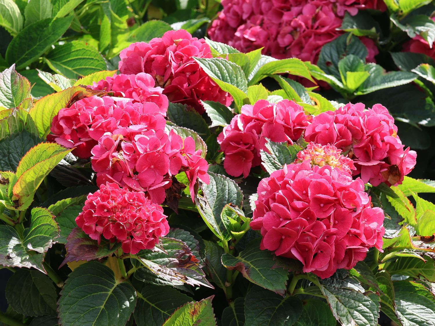 Bauernhortensie ‘Schöne Bautznerin’ – Hydrangea macrophylla ‘Schöne Bautznerin’