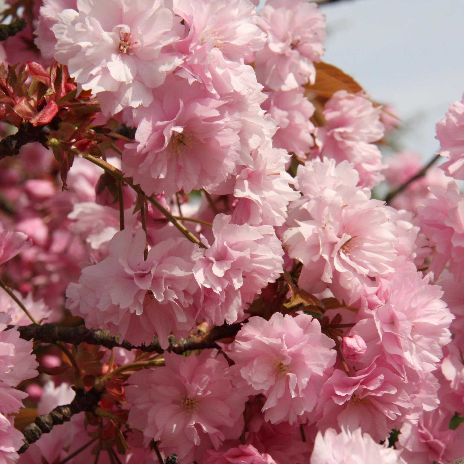 Prunus-Kanzan-Flowering-Cherry-150-200-12L