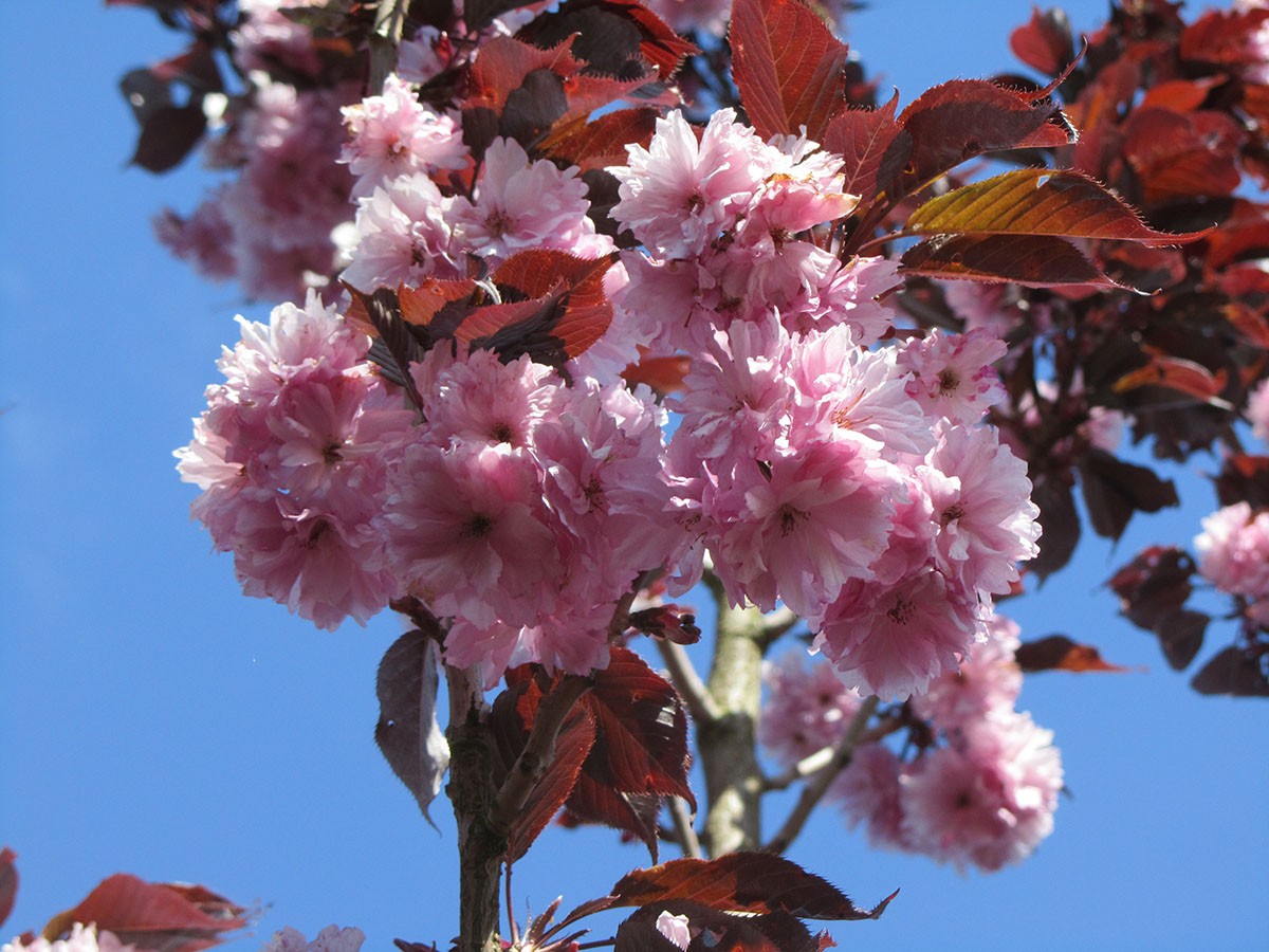 Prunus-Royal-Burguny-7_1200_900_90_s