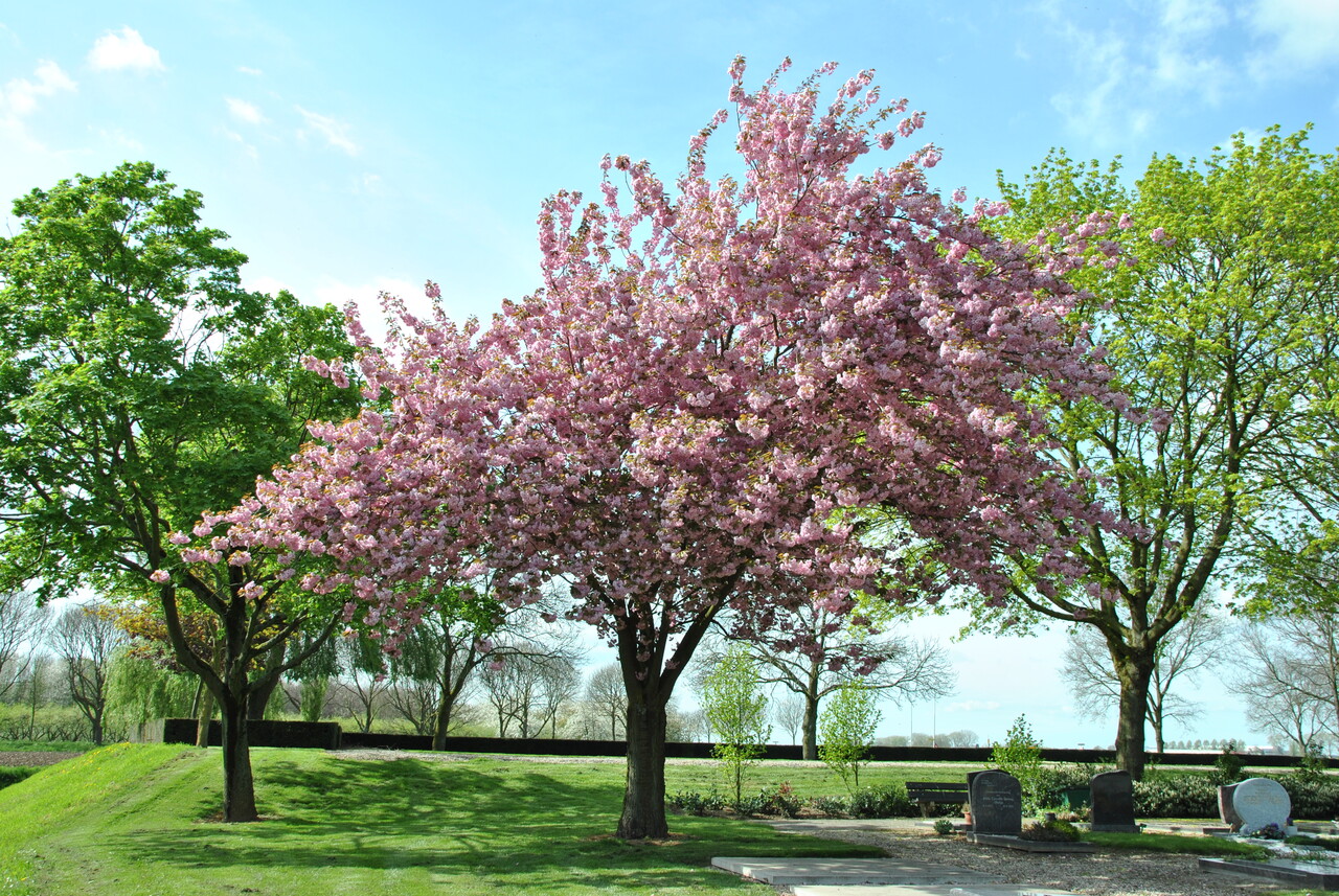 Prunus serrulata Kanzan 2