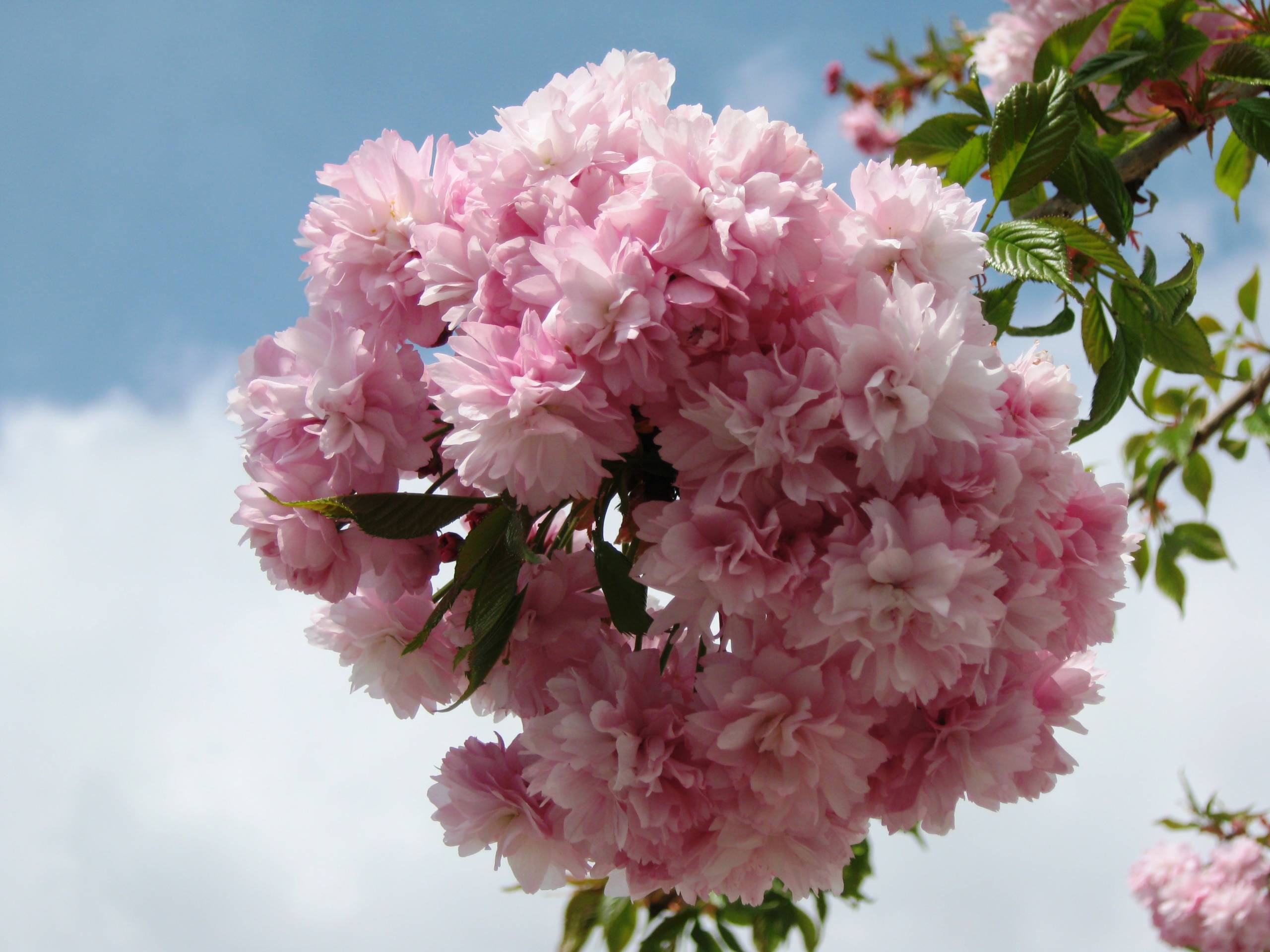 Prunus-serrulata-Kiku-shidare-zakura-5-scaled