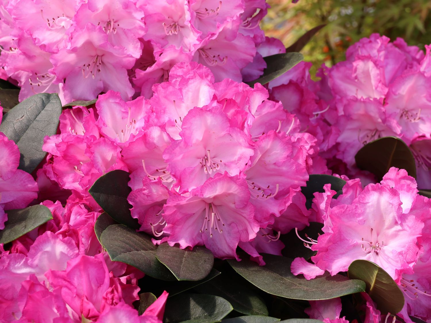 Rhododendron ‘Blurettia’ – Rhododendron yakushimanum ‘Blurettia’
