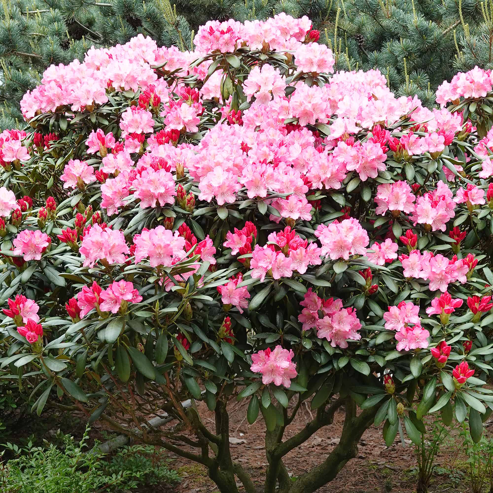 Schwitter-Pflanzen-Rhododendron-yakushimanum-Kalinka-3_web