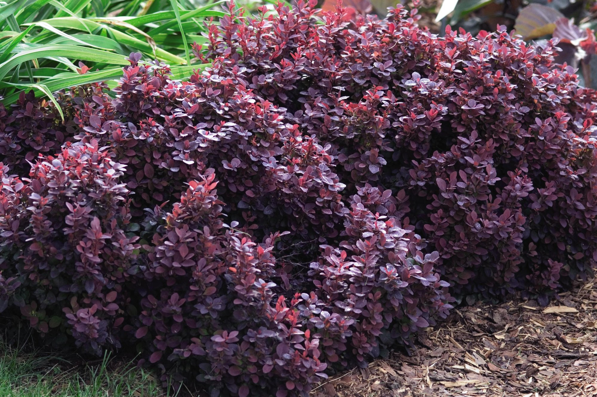 Shrub_Barberry-Concorde