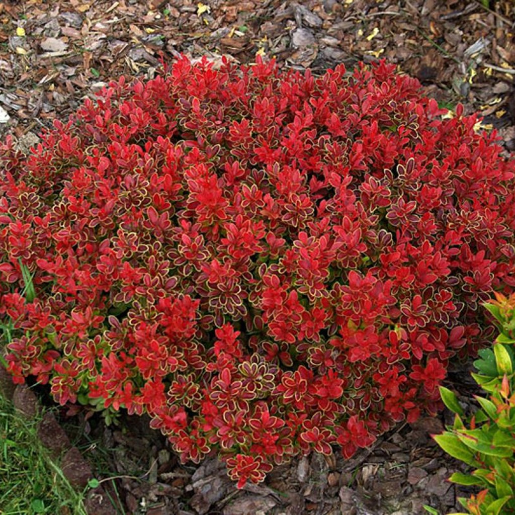 berberis_admiration